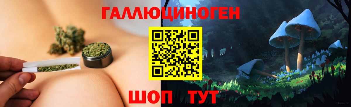 Галлюциногенные грибы Psilocybe Новокубанск